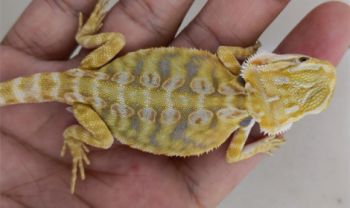 怎么确认鬃狮蜥到家之后的状态和进食是ok的