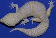 Snow Tremper Albino雪花川普 