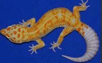 Tremper Albino Enigma川普谜 