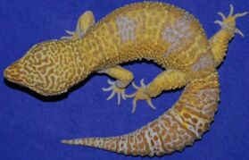 Tremper Albino川普白化