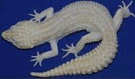 Super Snow Tremper Albino超级雪花川普